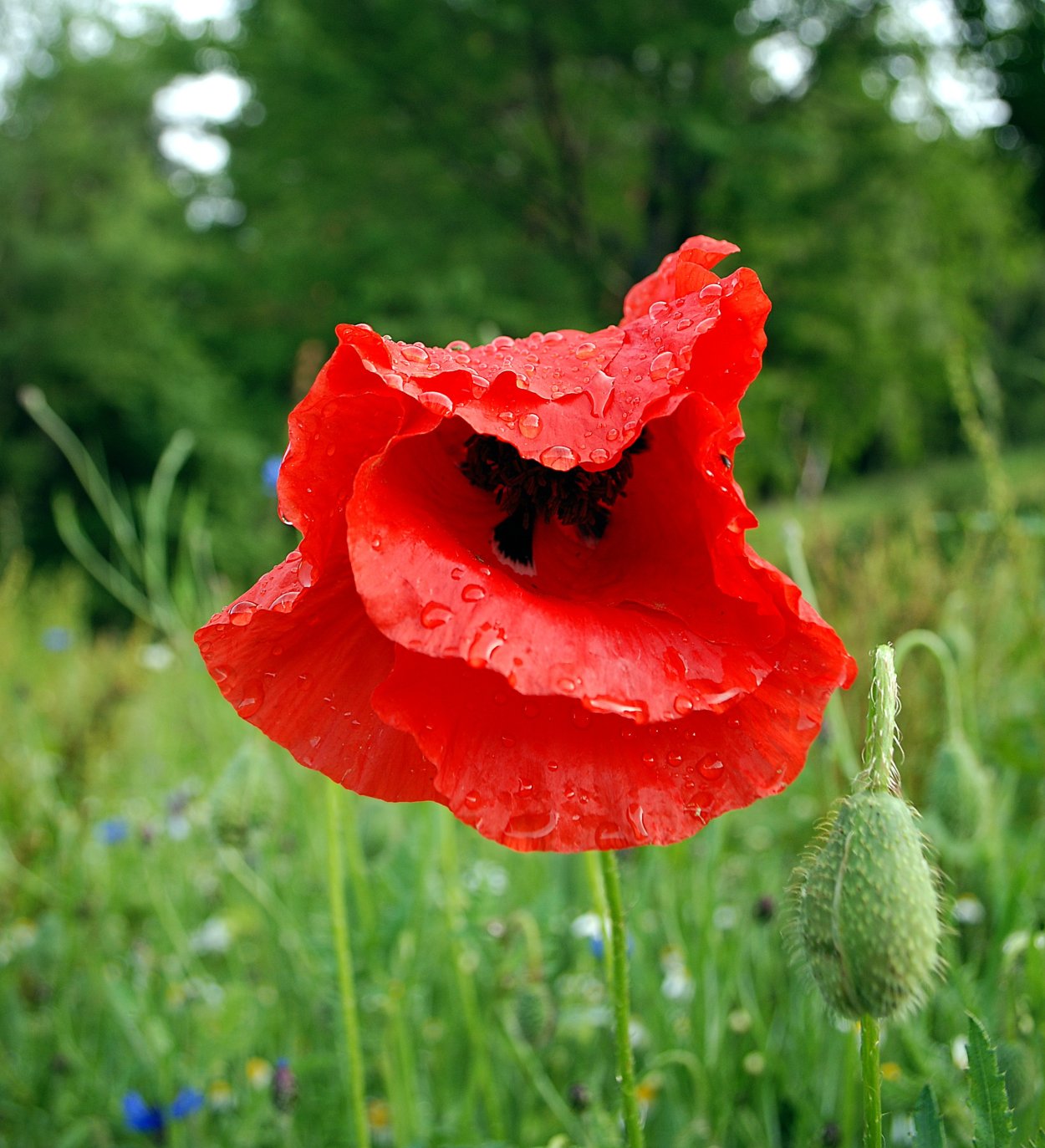 Листья мака