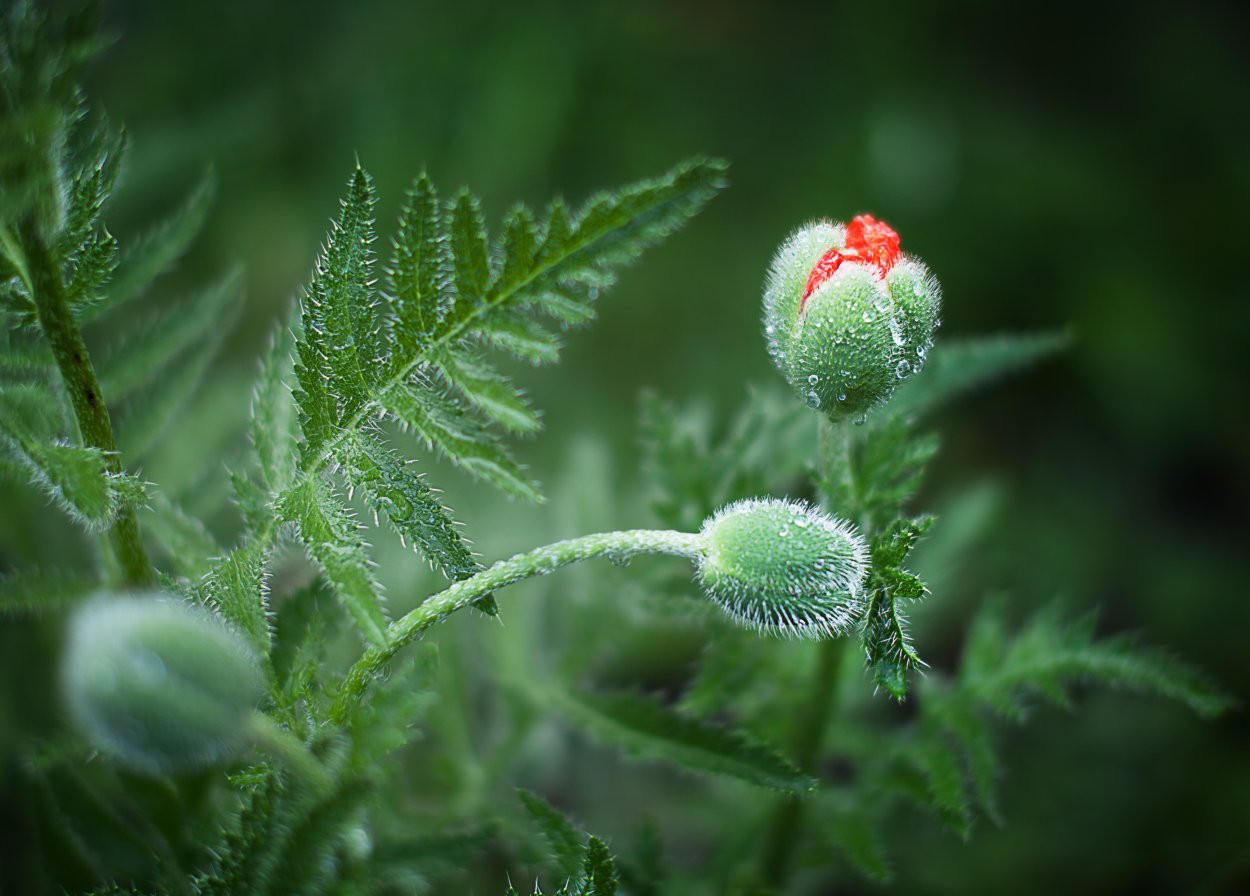 Семейство маковые листья