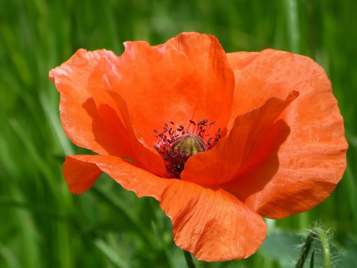 Мак Мак маккажухори