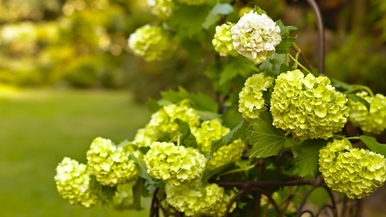 Миксбордер Людмилы белых