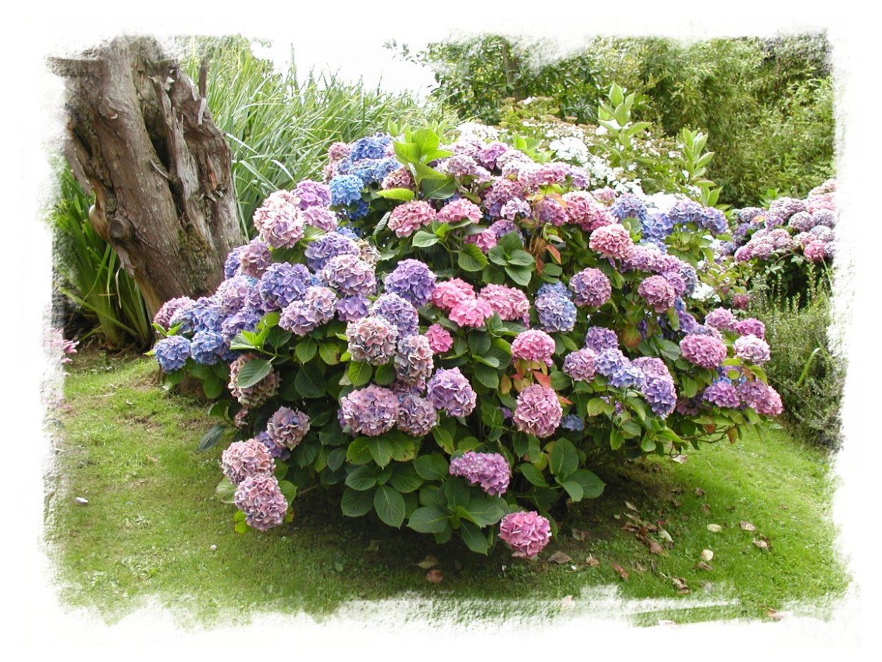 Гипсофила метельчатая на клумбе