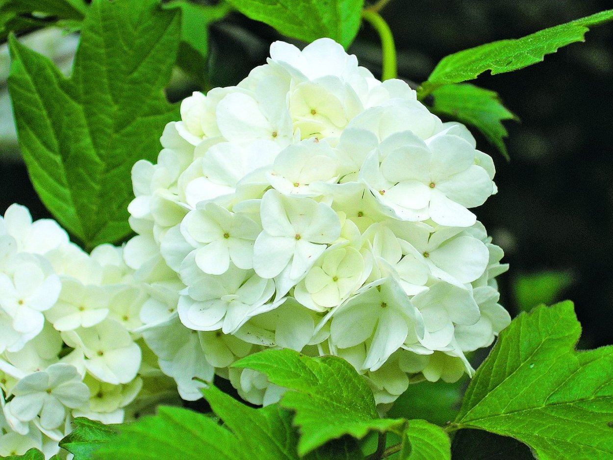 Гортензия Лаймлайт Живая изгородь