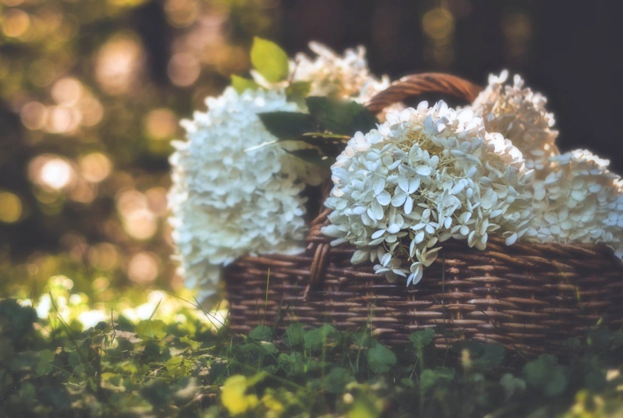 Гортензия Анабель Живая изгородь