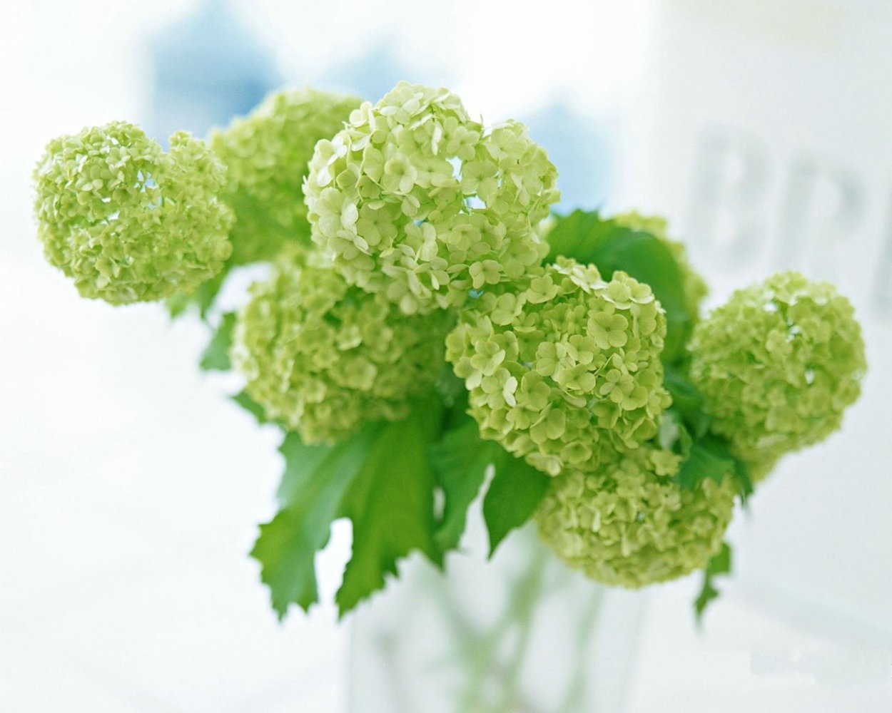 Миксбордер из хвойных и многолетников схемы