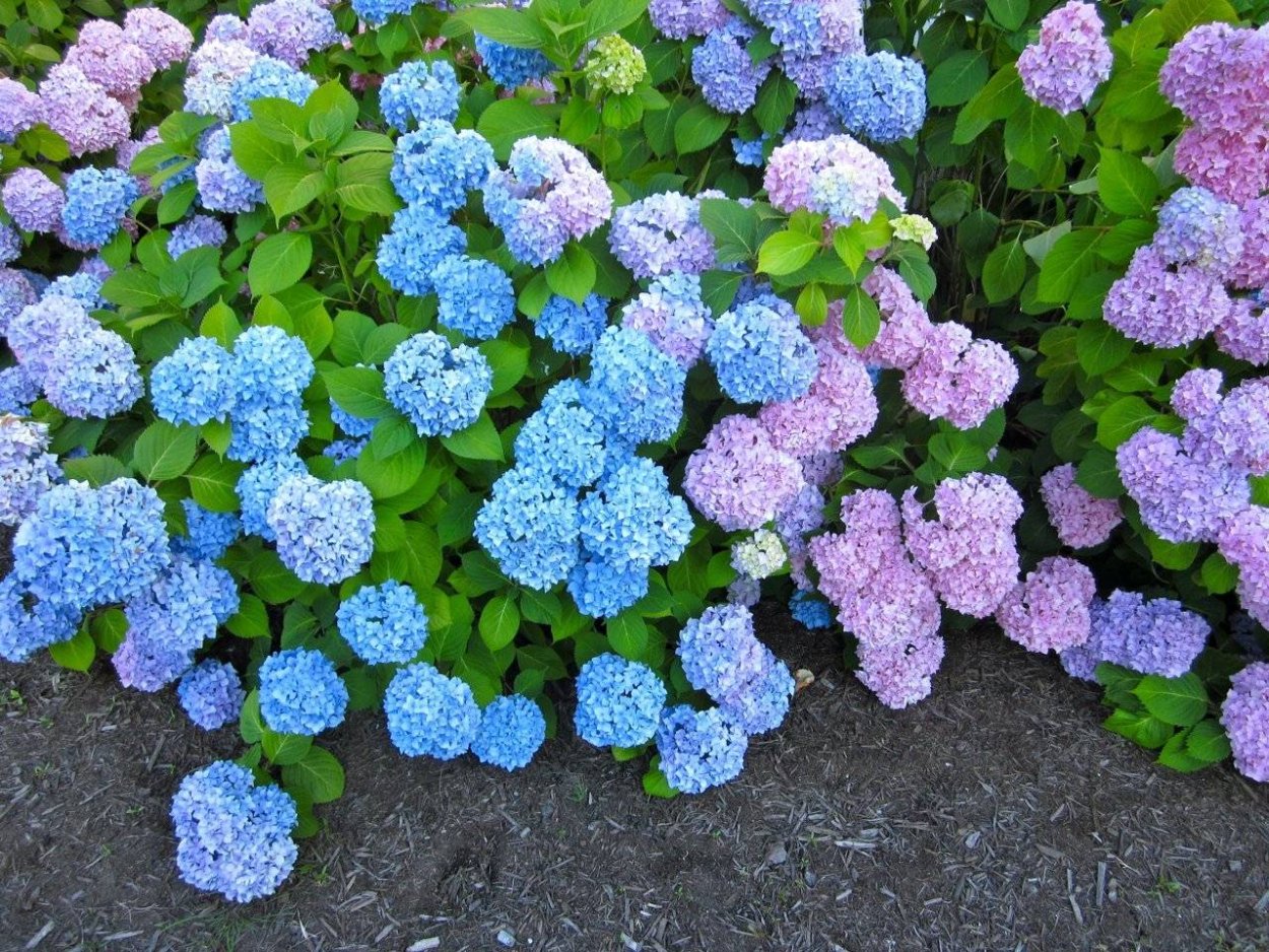 Калина бульденеж букет