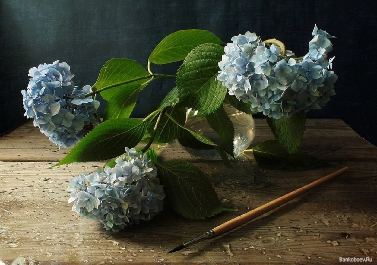 Гортензия сирень миксбордер