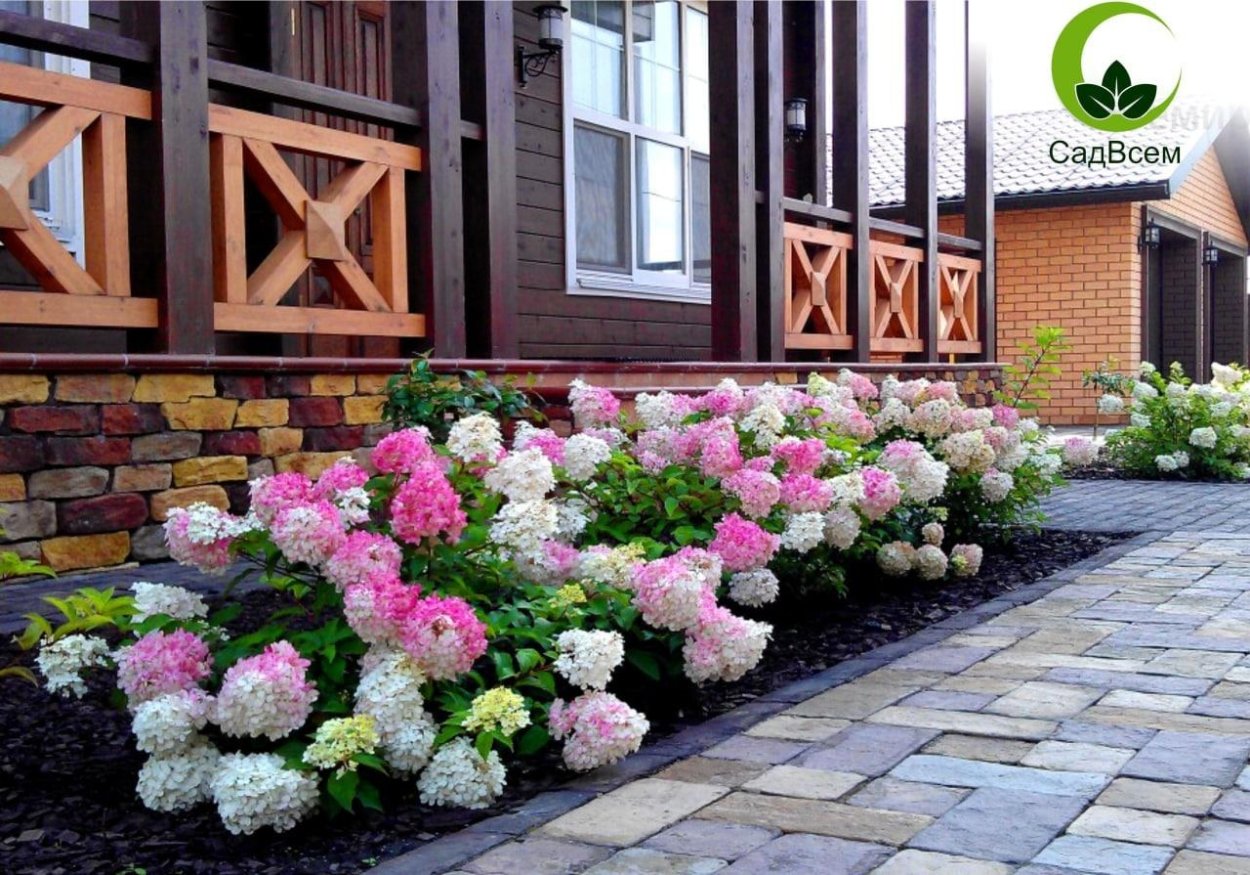 Гортензия бульденеж