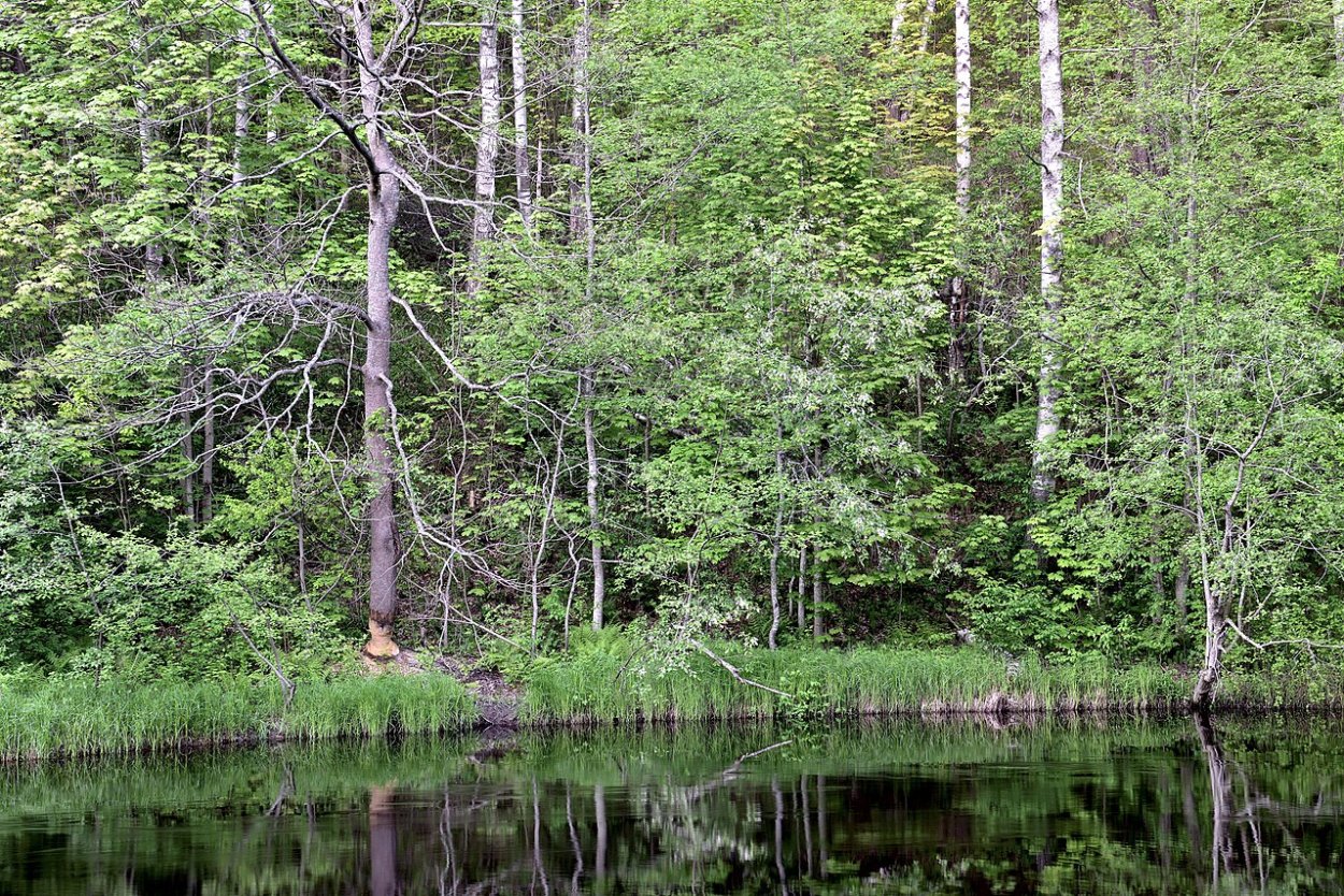 Государственный природный заказник «Гладышевский»