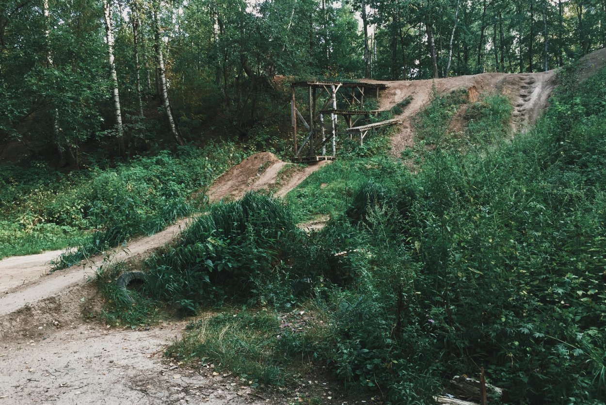 Еловый лес март