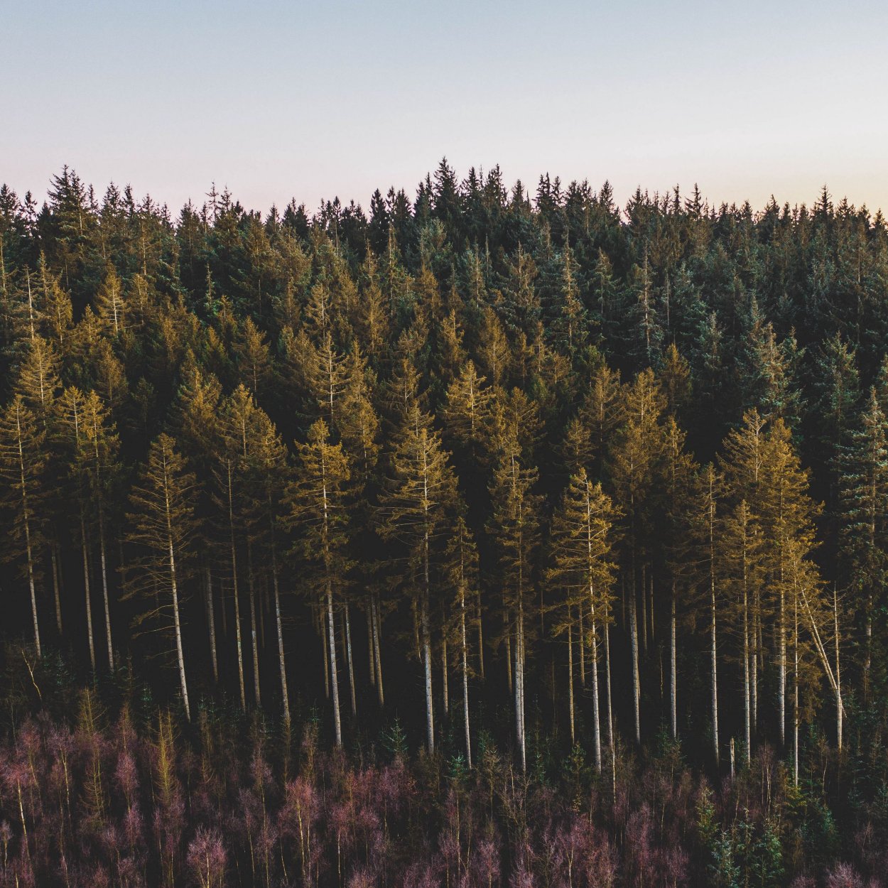 Кирс остров зеленый