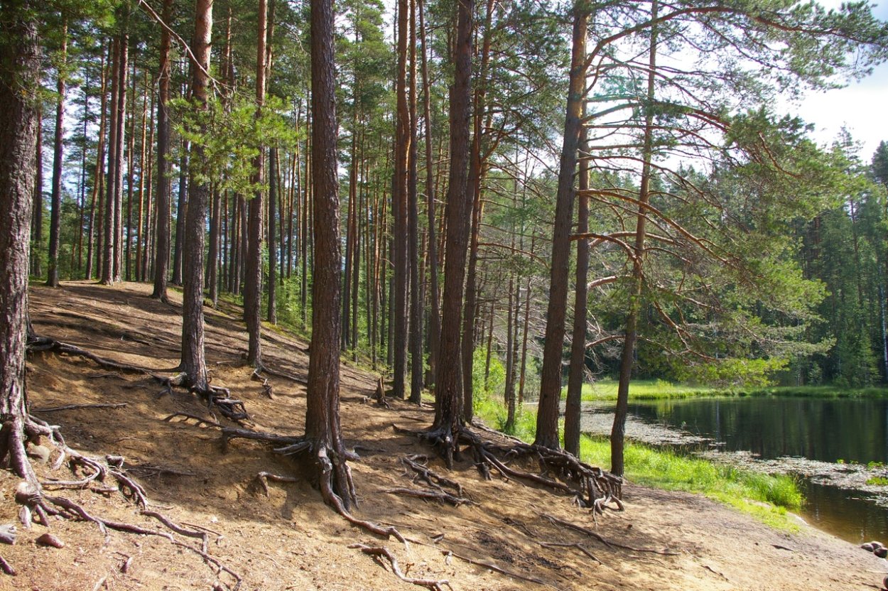 Сосновый Бор Карельский перешеек