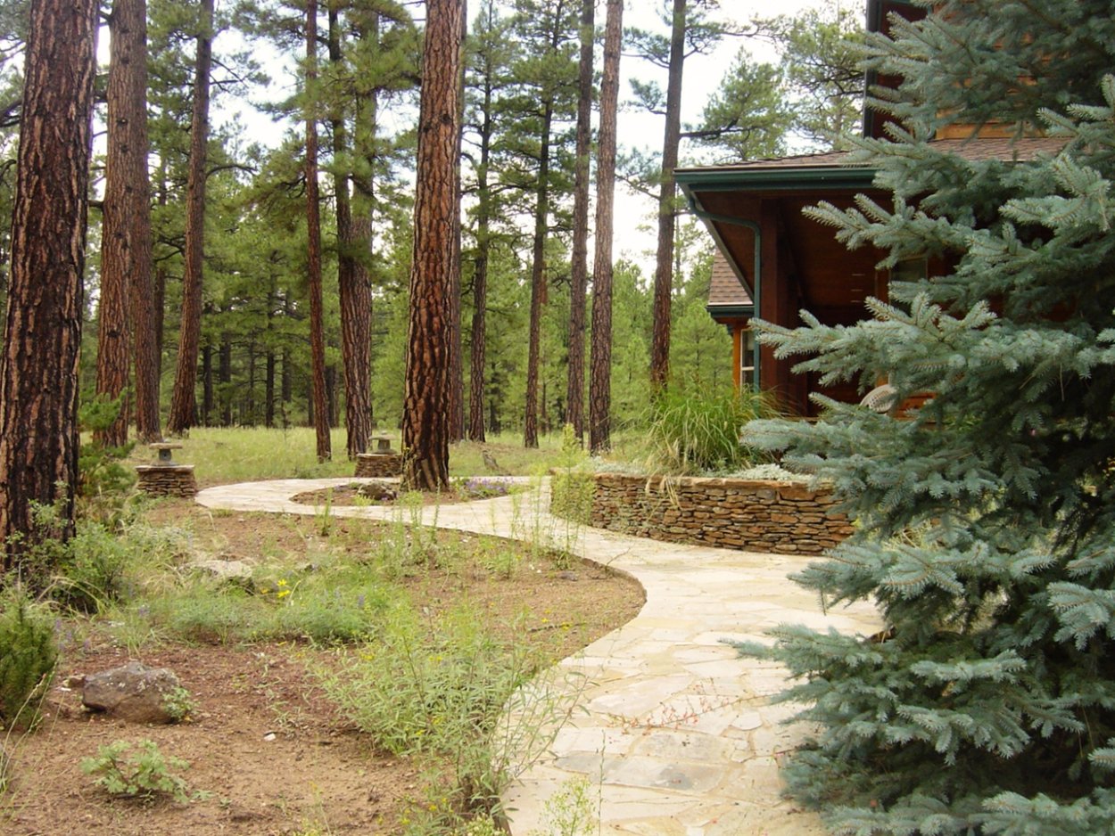 Елово Сосновый лес