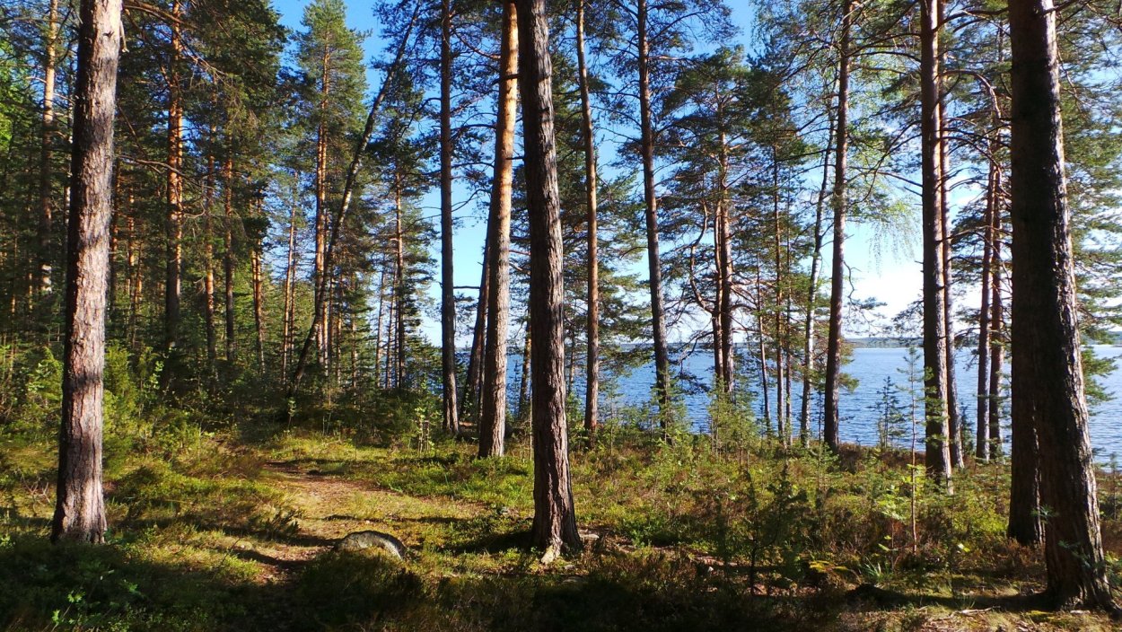 Сосновый Бор Карелия