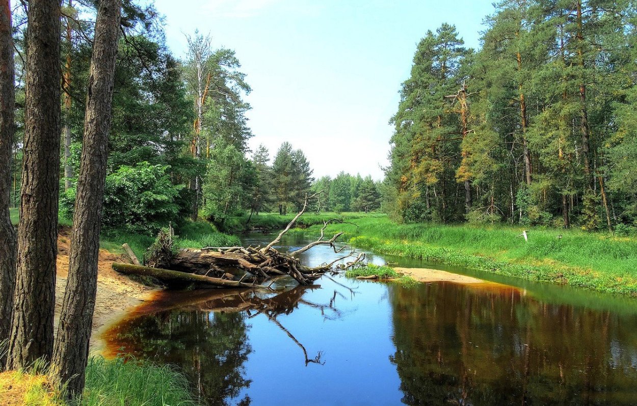 Сосна зимой