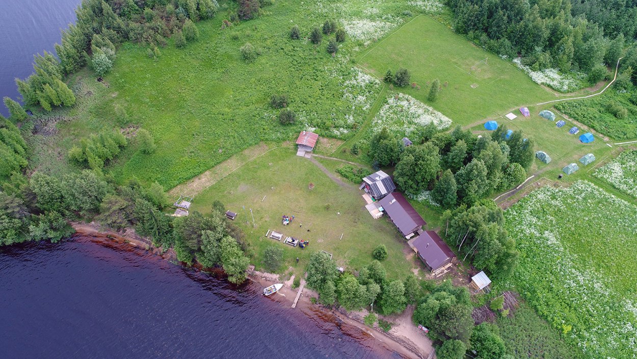 Ветка елки с шишками