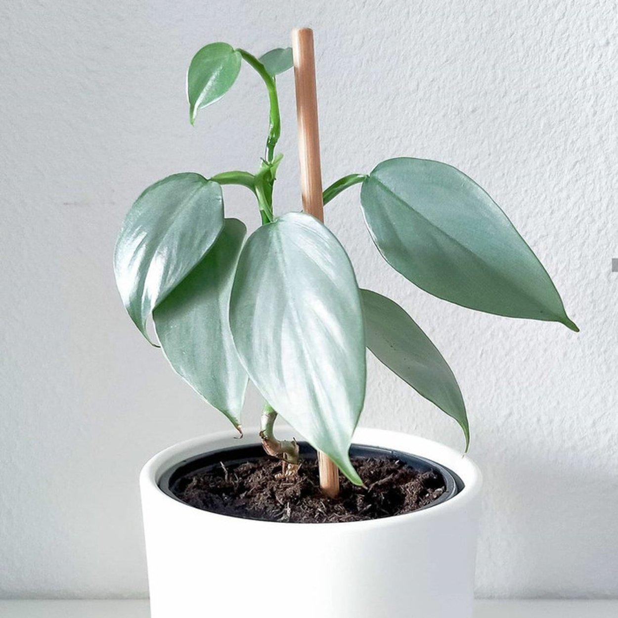 Филодендрон Silver Queen