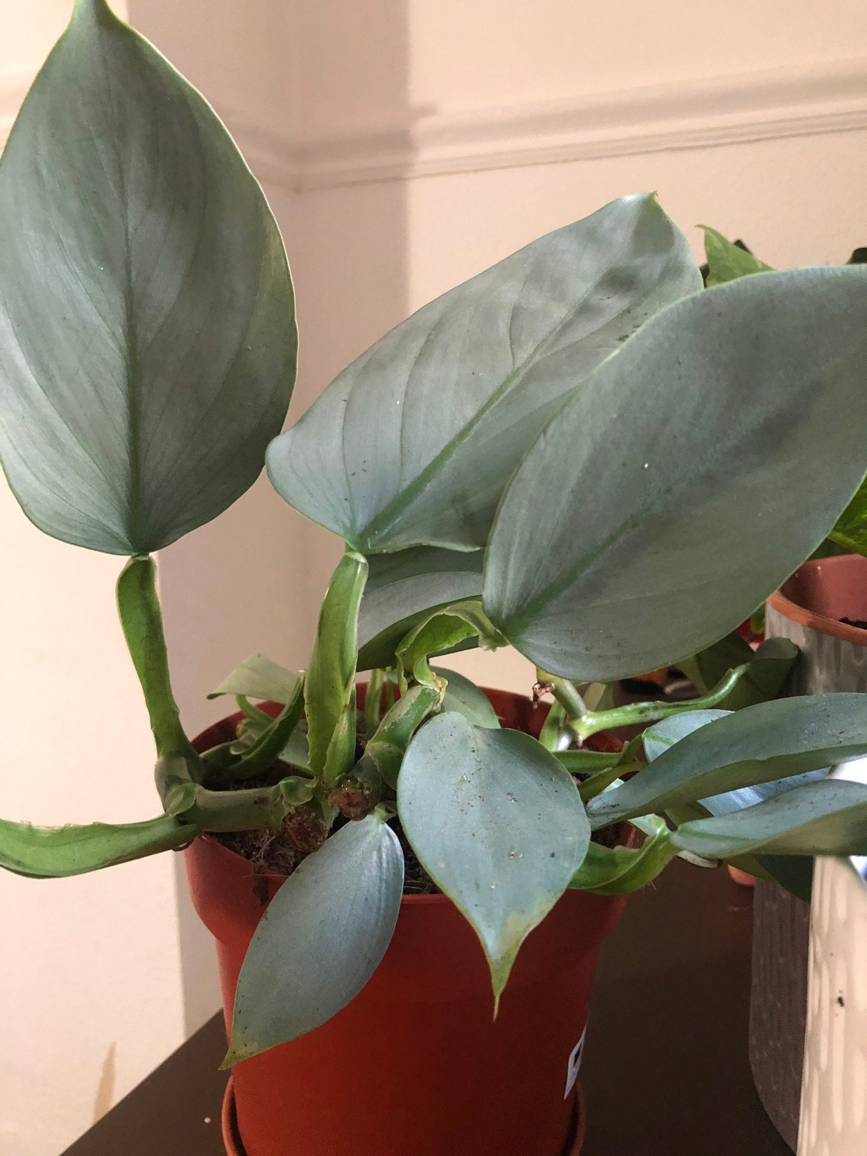 Филодендрон Silver Queen