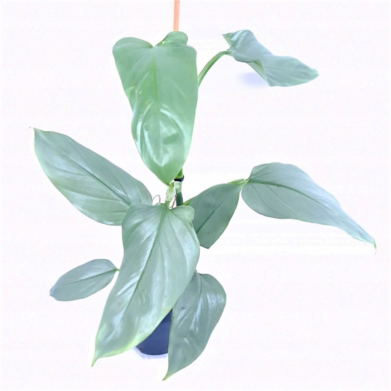 Филодендрон Сильвер серебристый