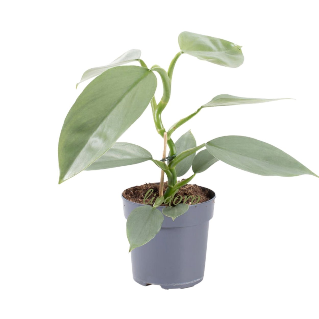 Филодендрон Сильвер Квин