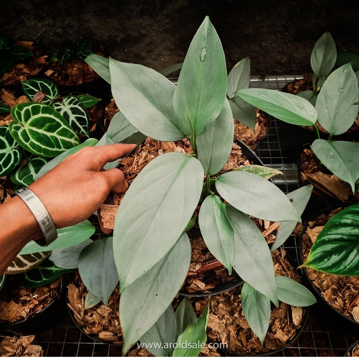 Хастатум Сильвер Квин