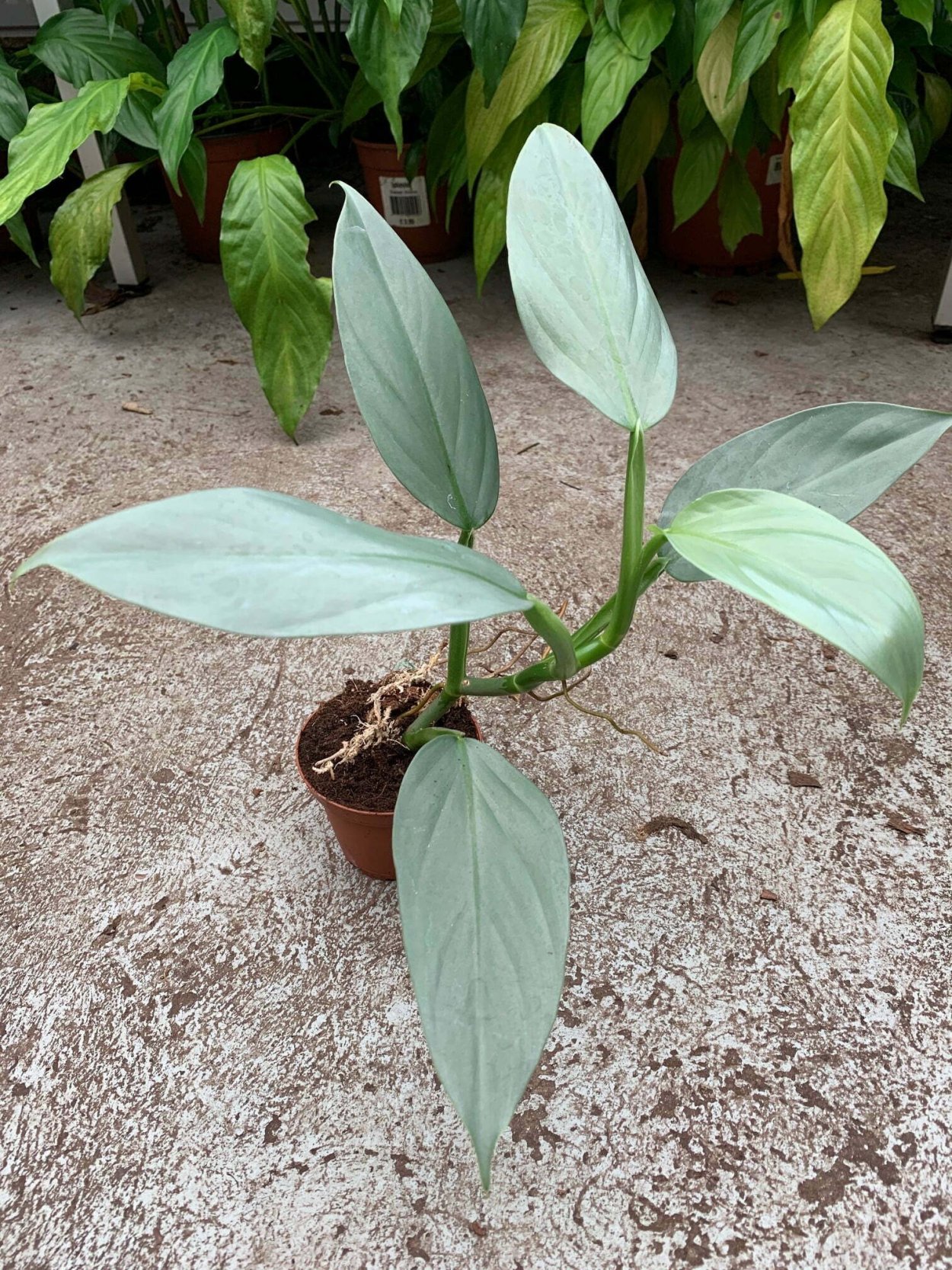 Филодендрон Silver Sword