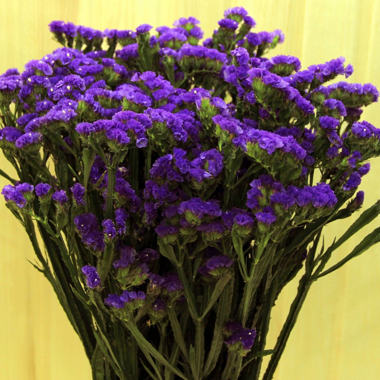 Статица лимониум СИНУАТУМ