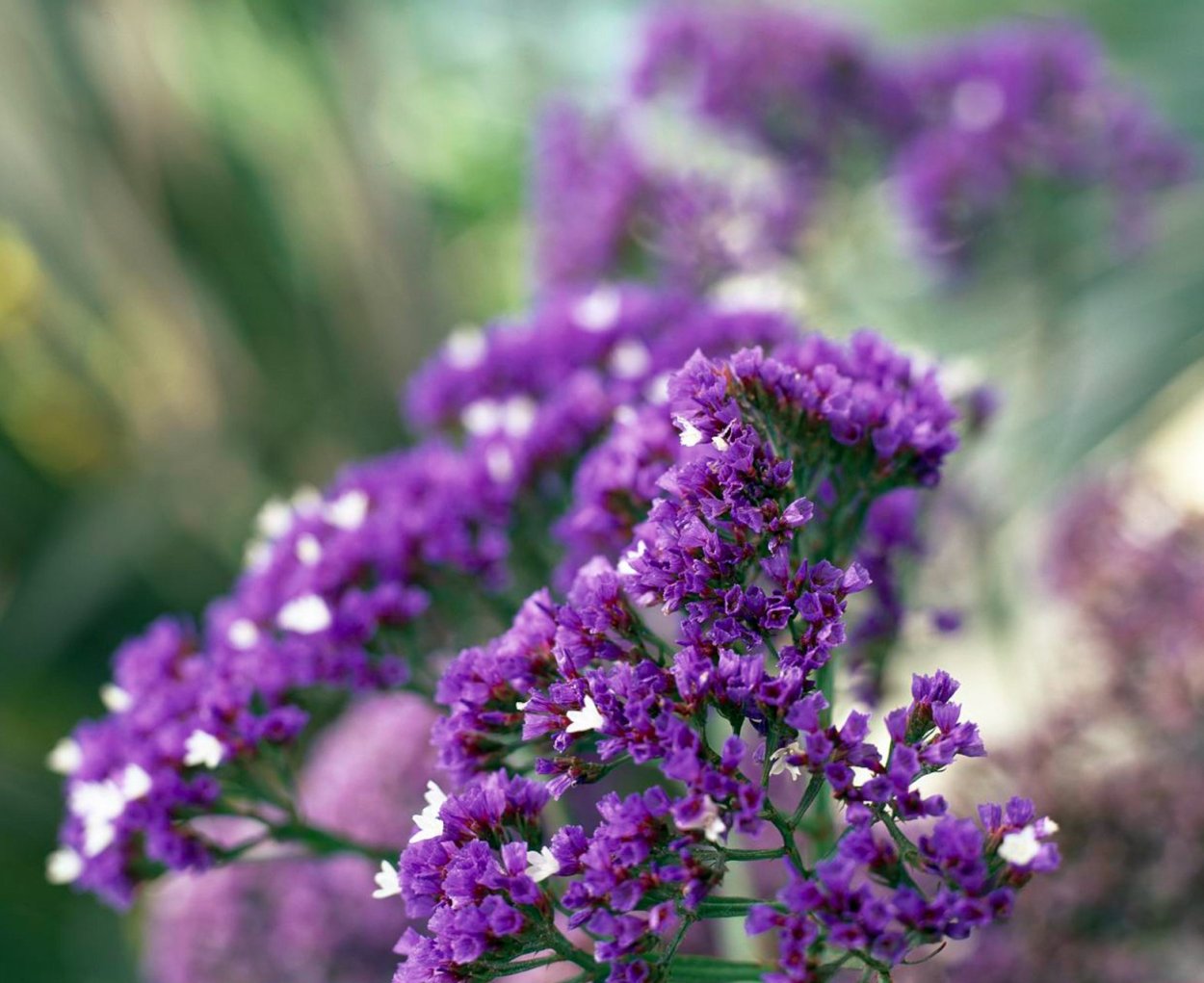 Статица Суприм голубая