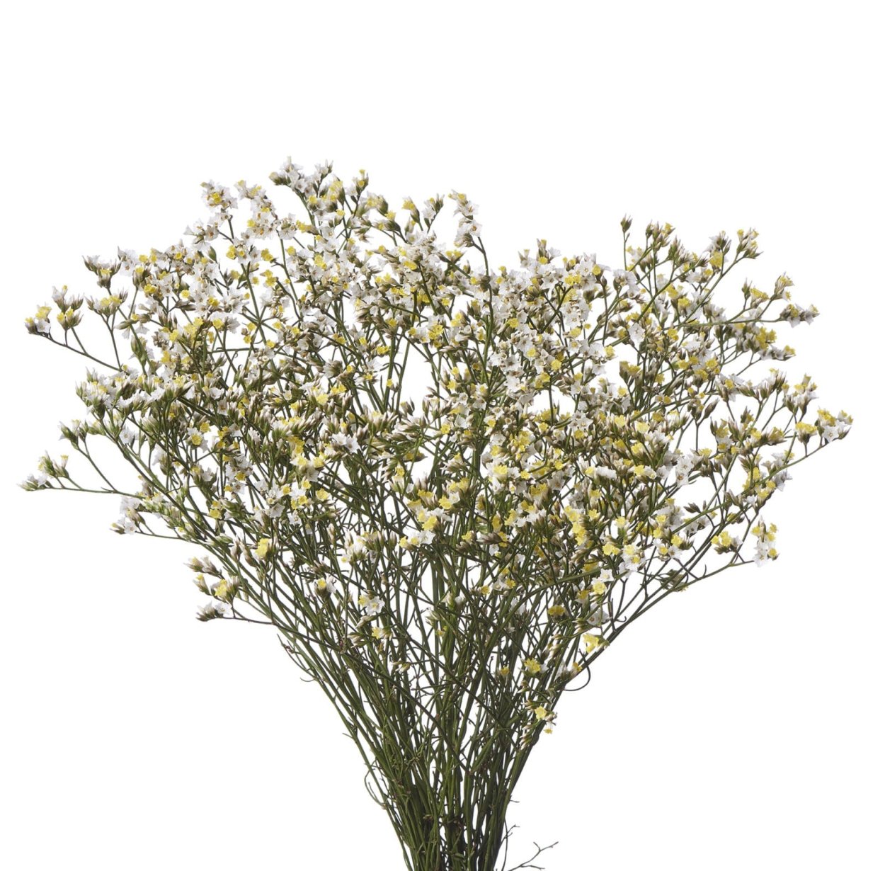 Статица Лилак