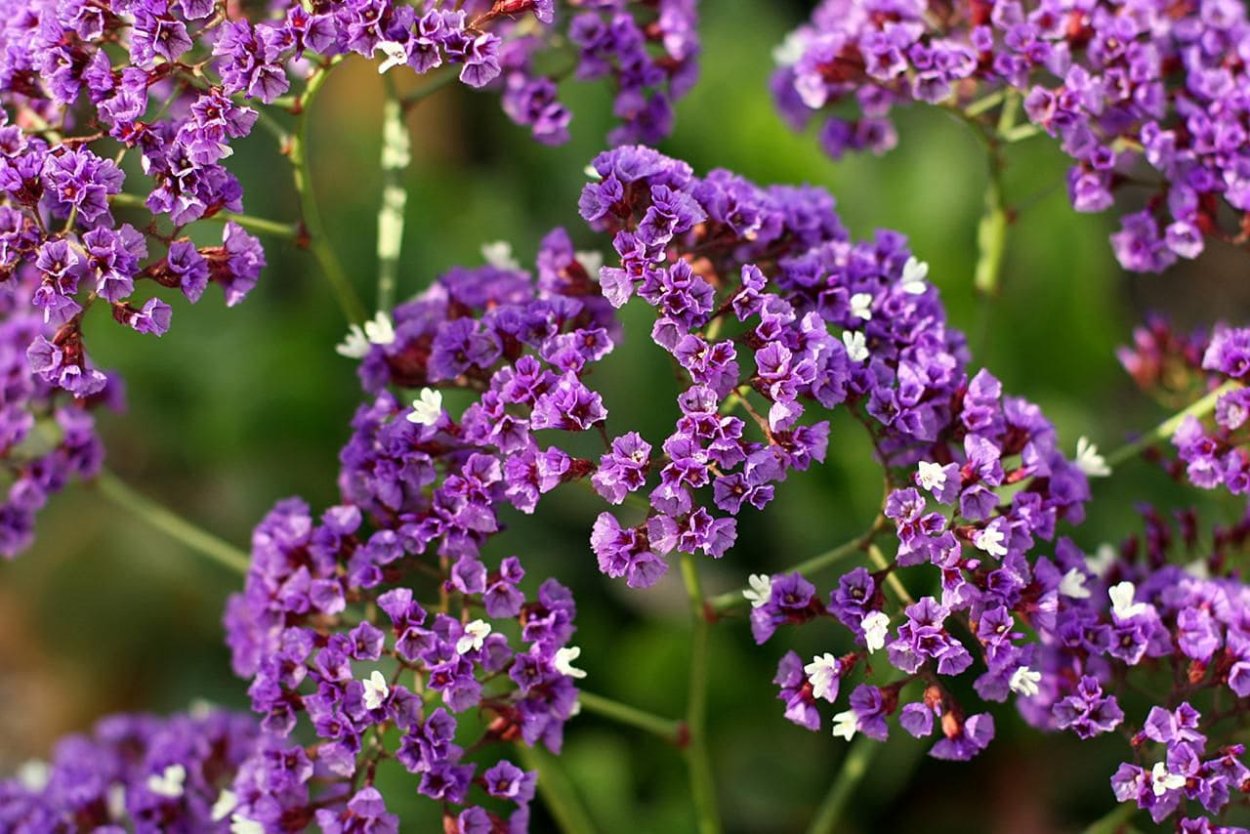 Лимониум Даймонд Скарлетт