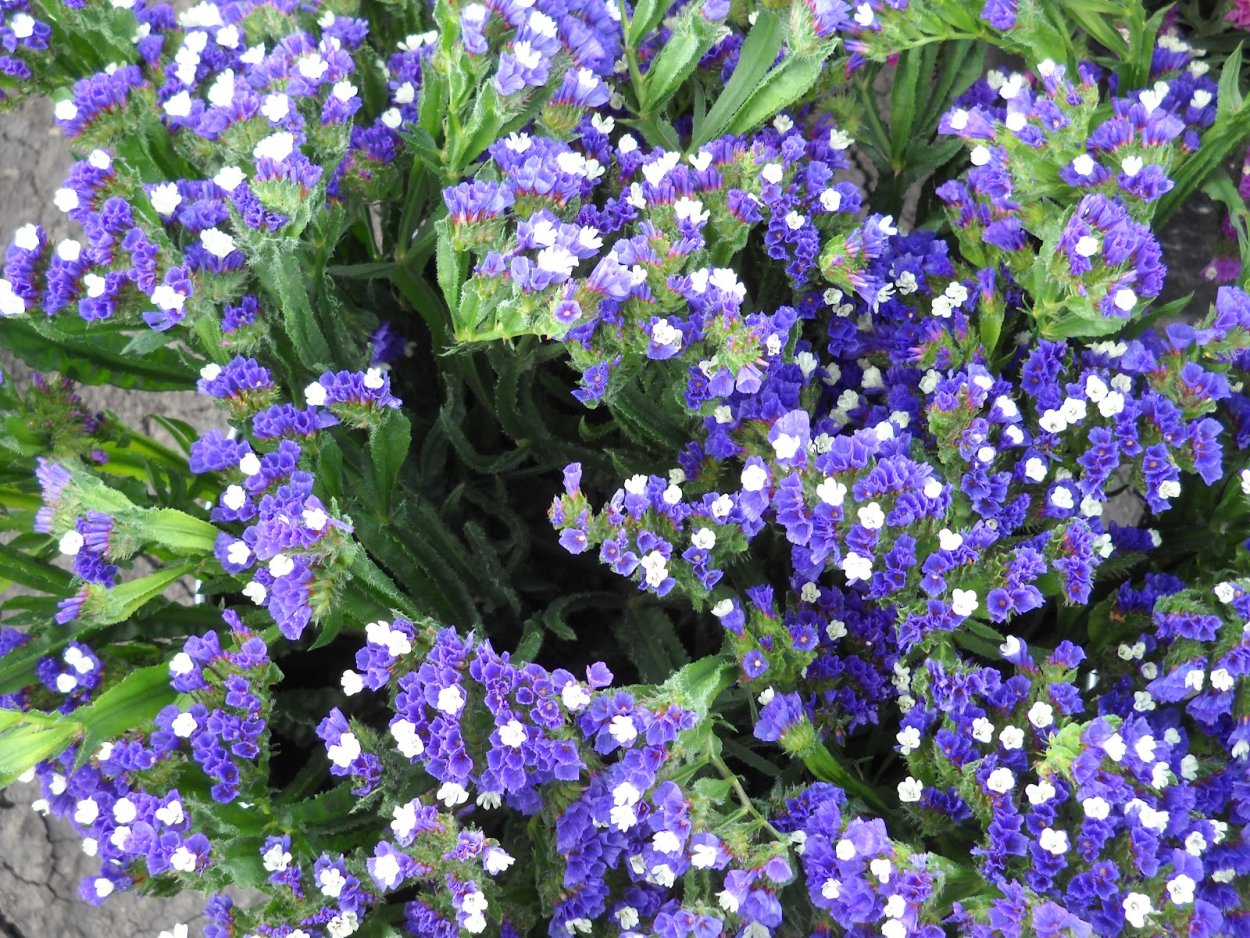 Статица вельвет Вингс