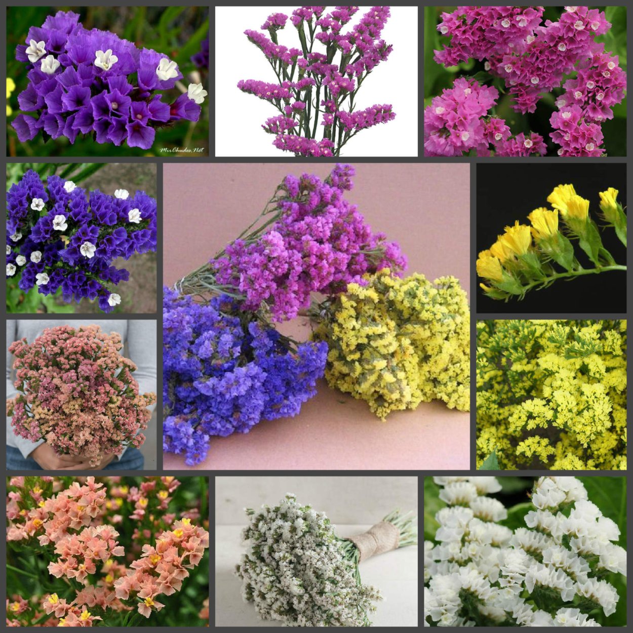 Статица Вайт