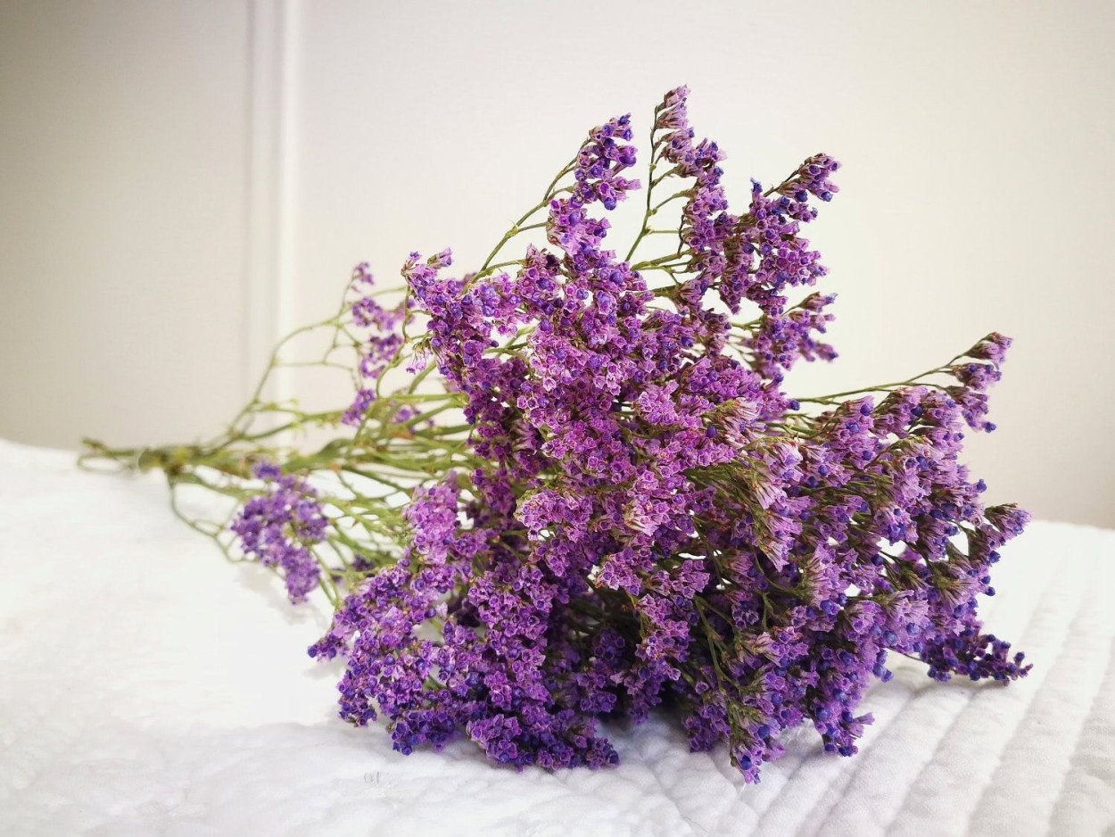 Статица цветы