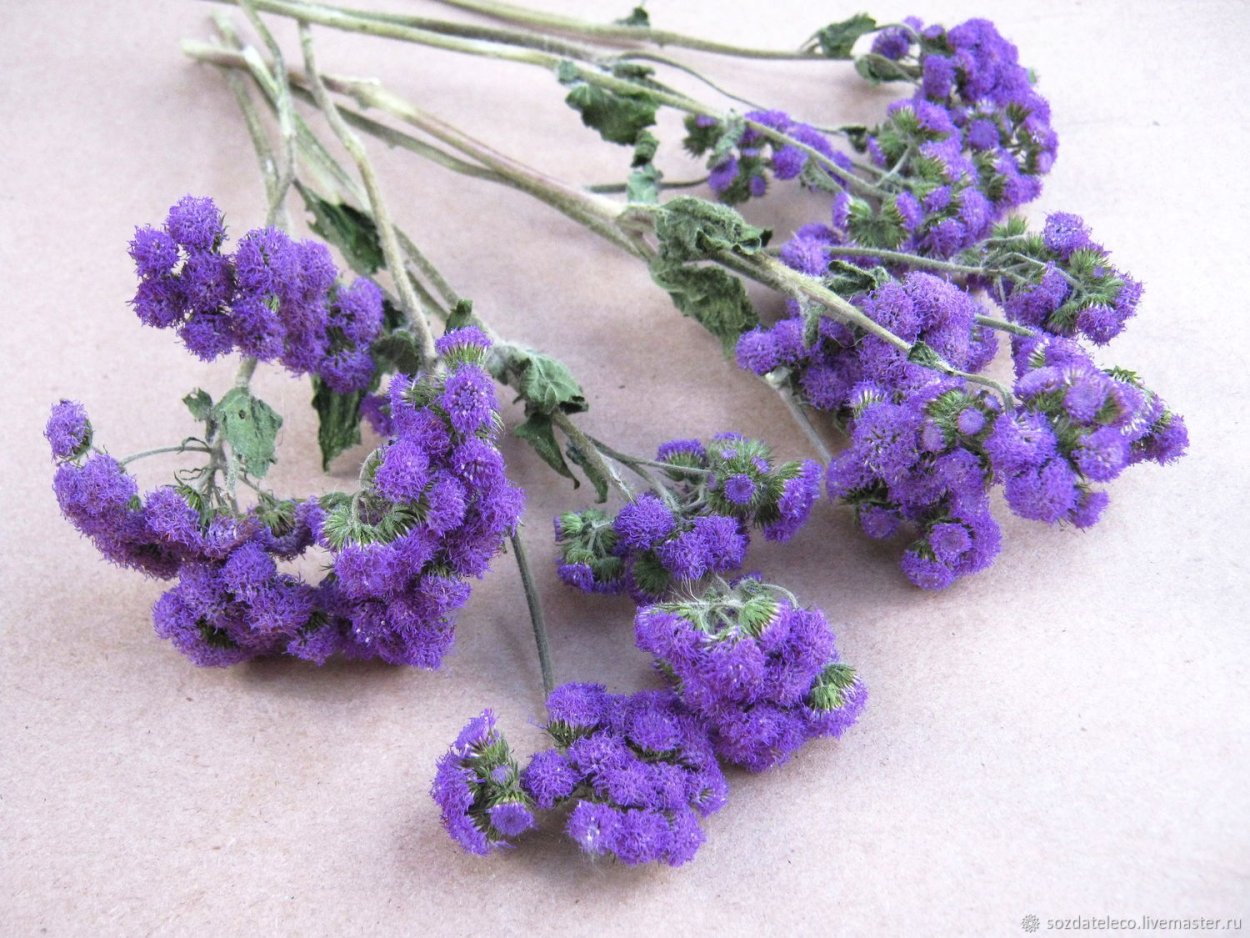 Цветок колибрахио. Бальзамин.статица