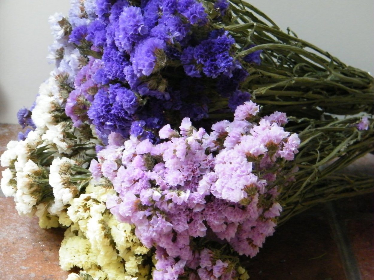 Статица кермек сухоцвет