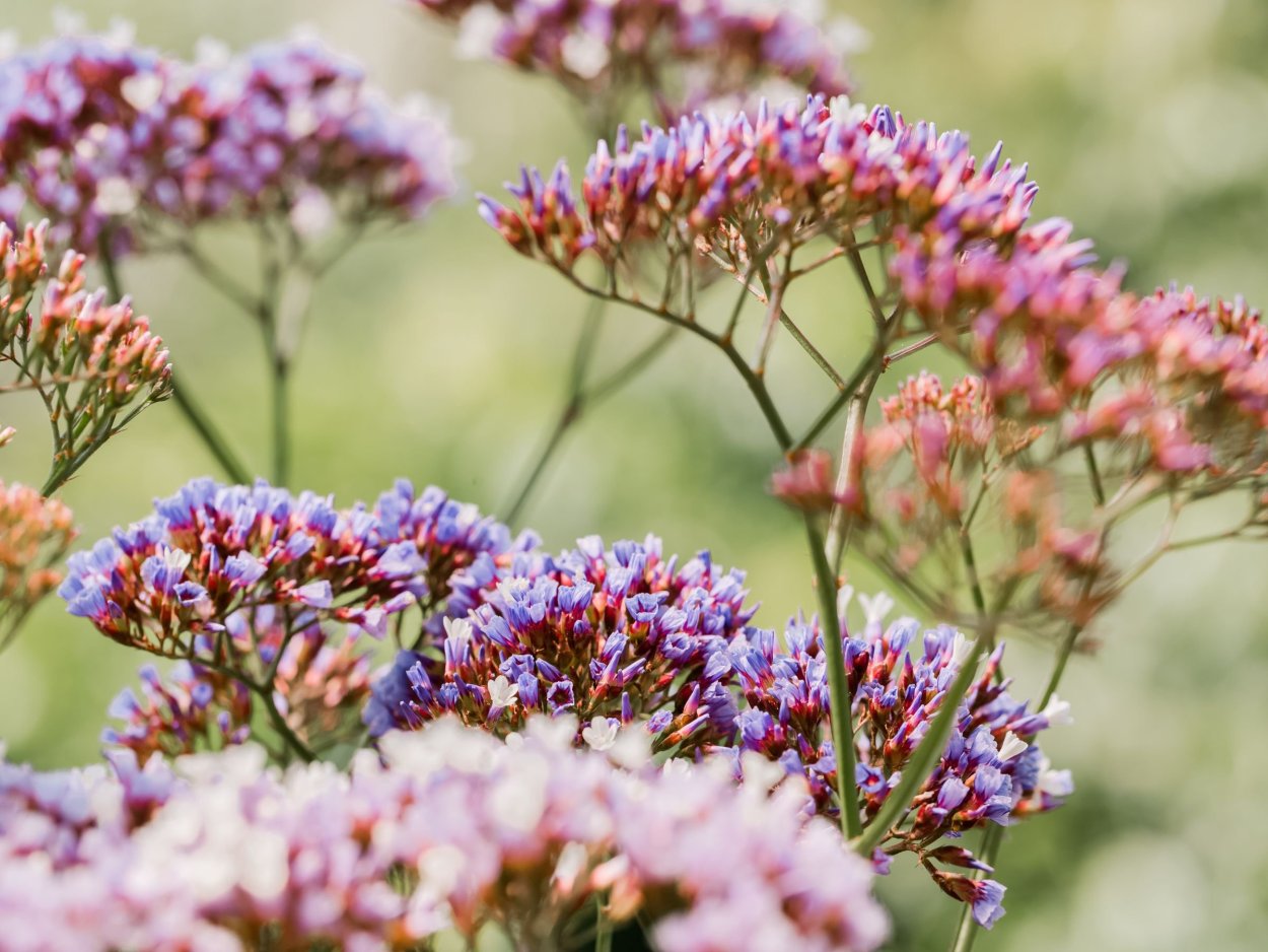 Статица кермек сухоцвет