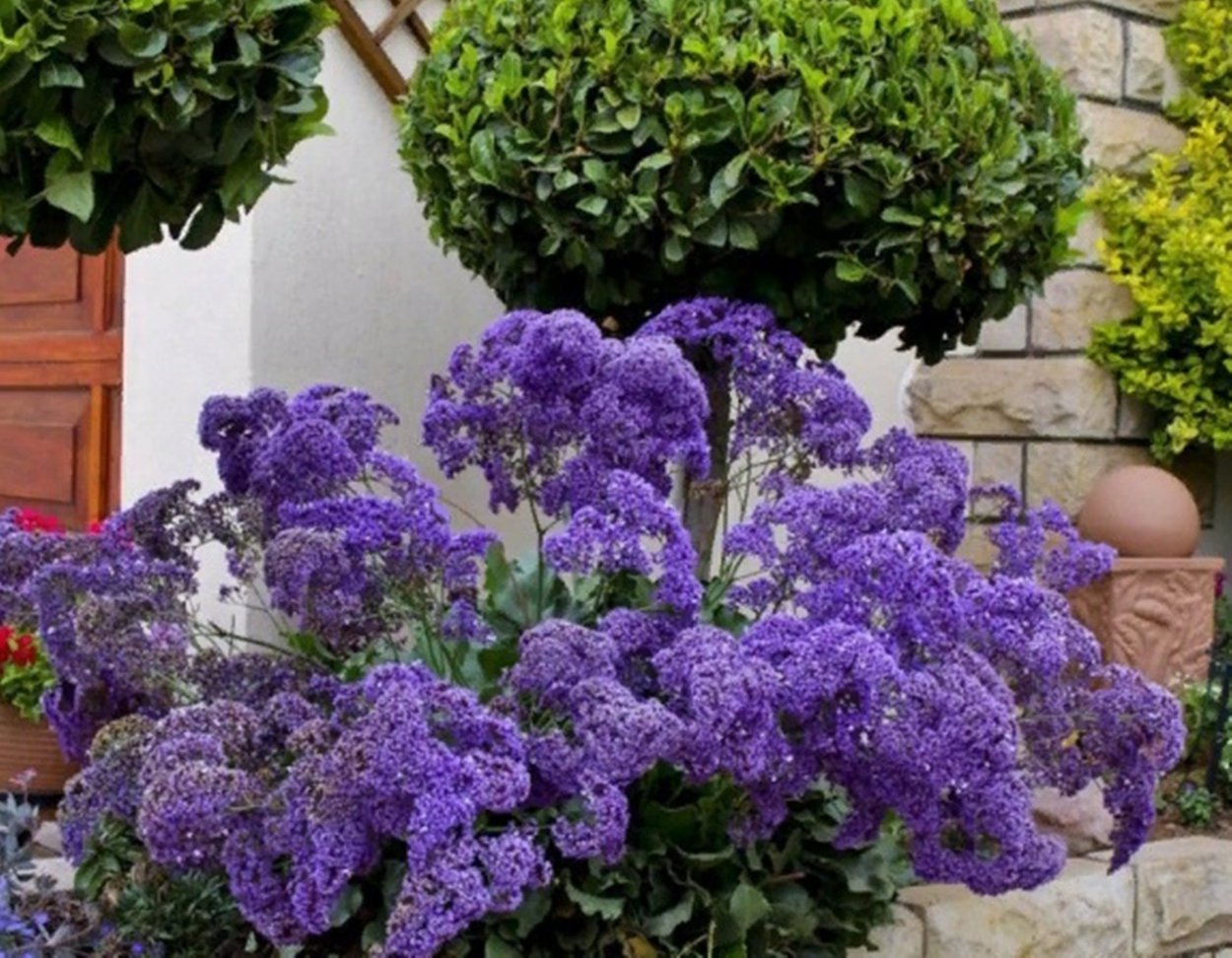 Статица гипсофила кермек