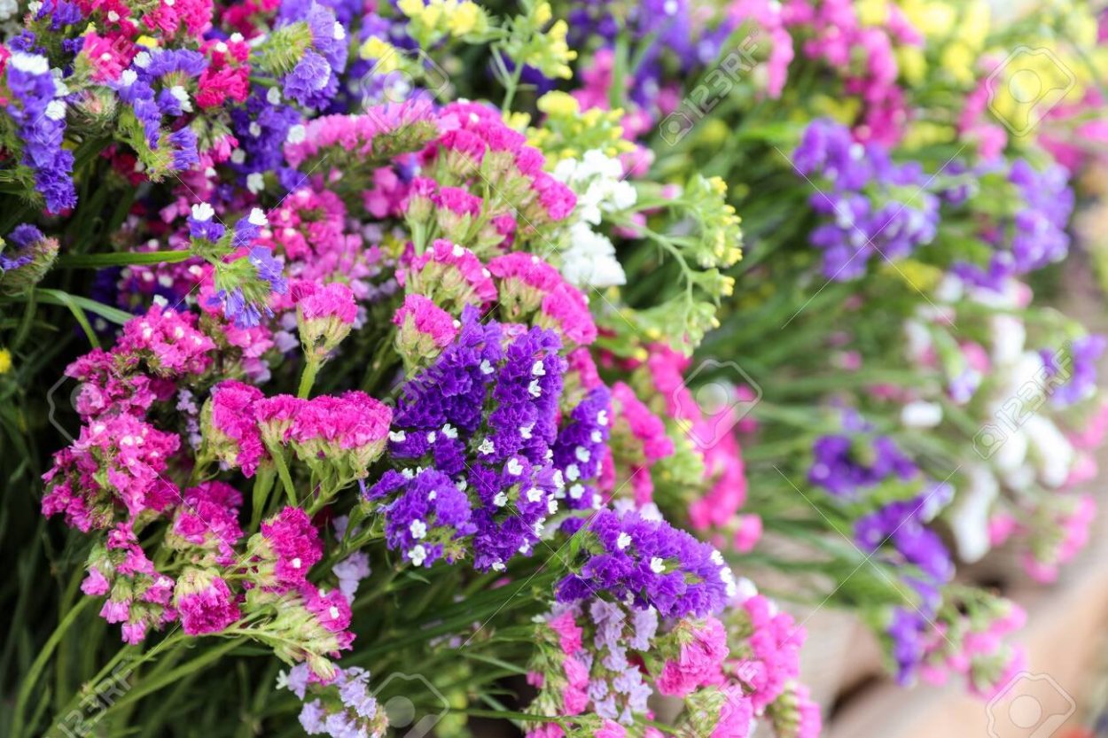 Лимониум Лавандер