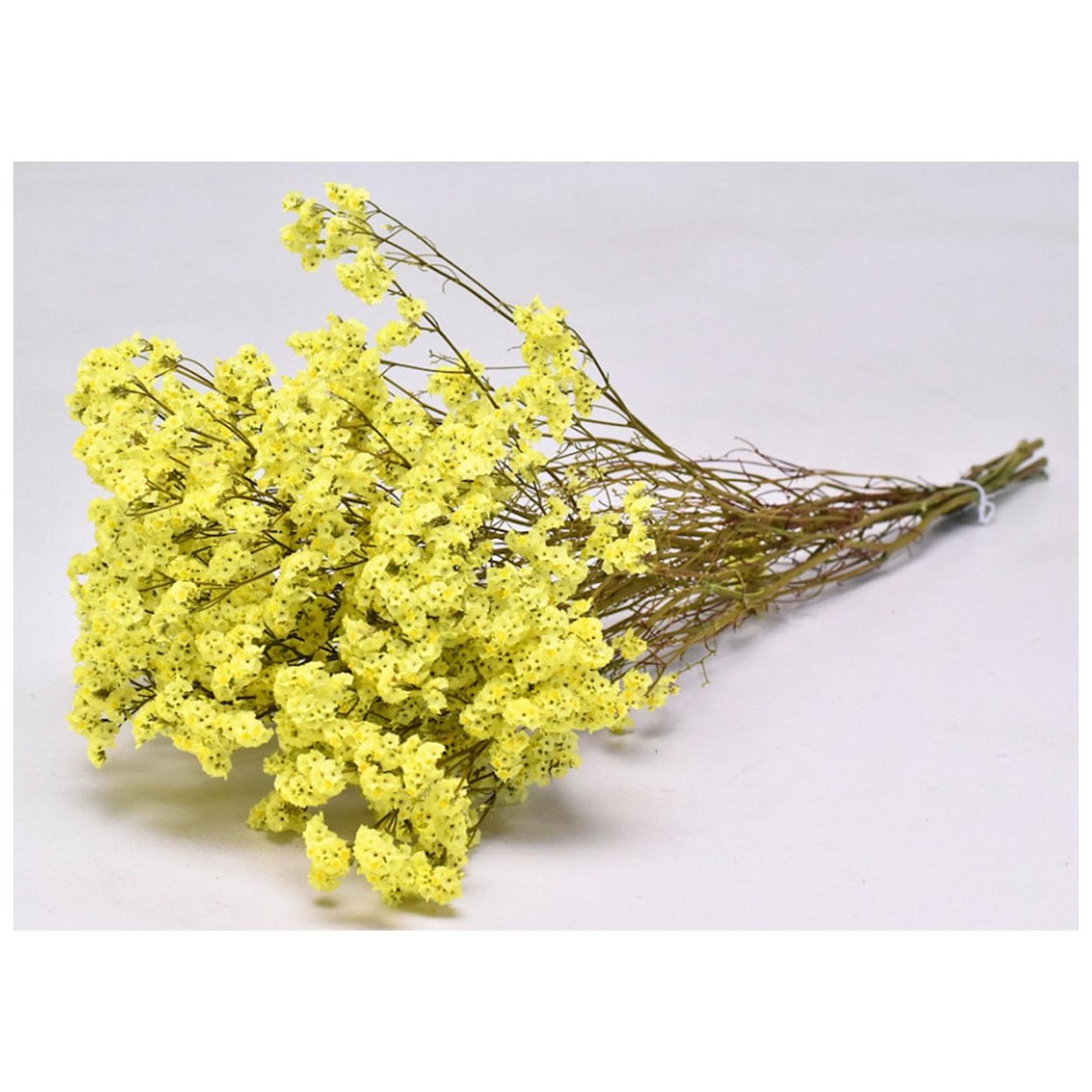 Лимониум цветок