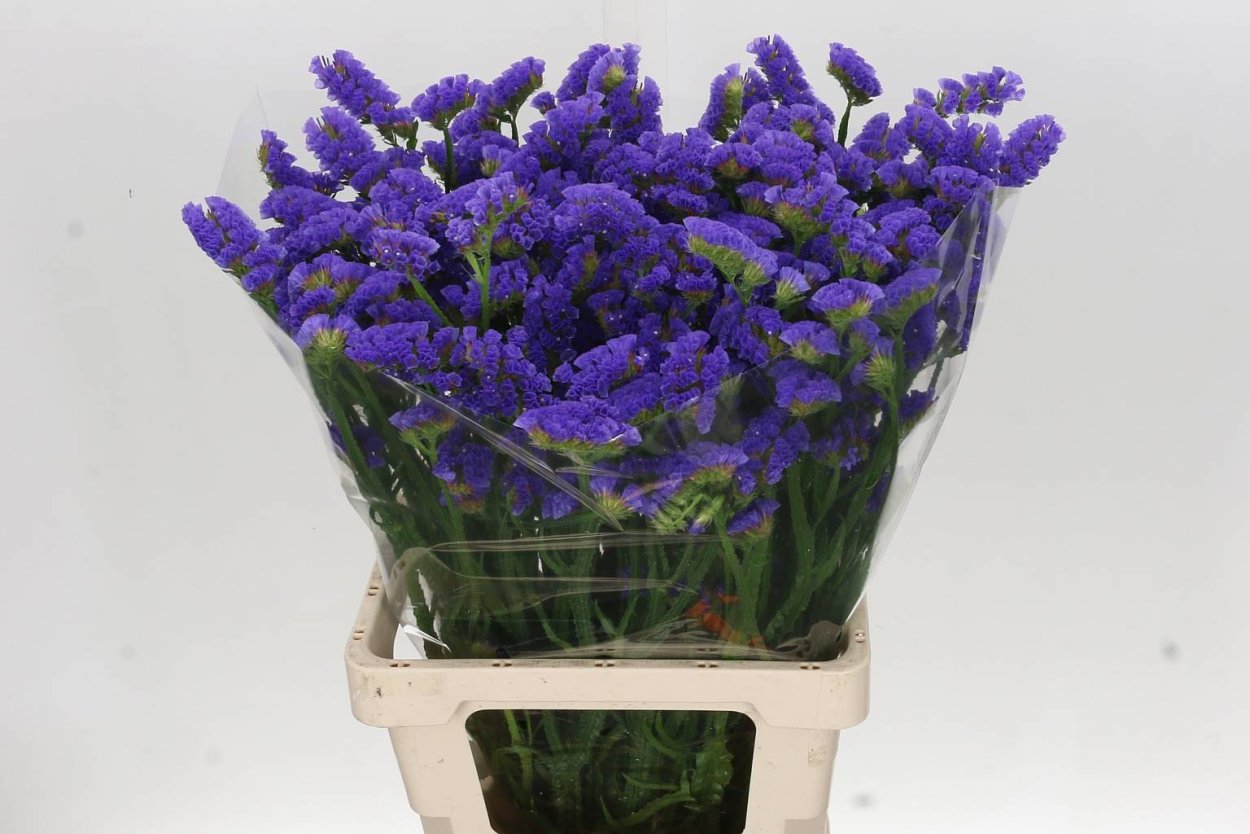 Yellow Diamond-sinensis лимониум