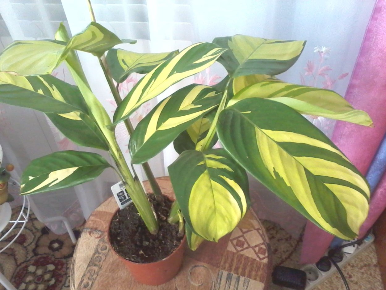 Ктенанта Лубберса