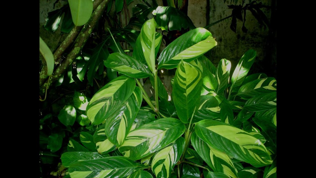 Ктенанта Голден мозаик