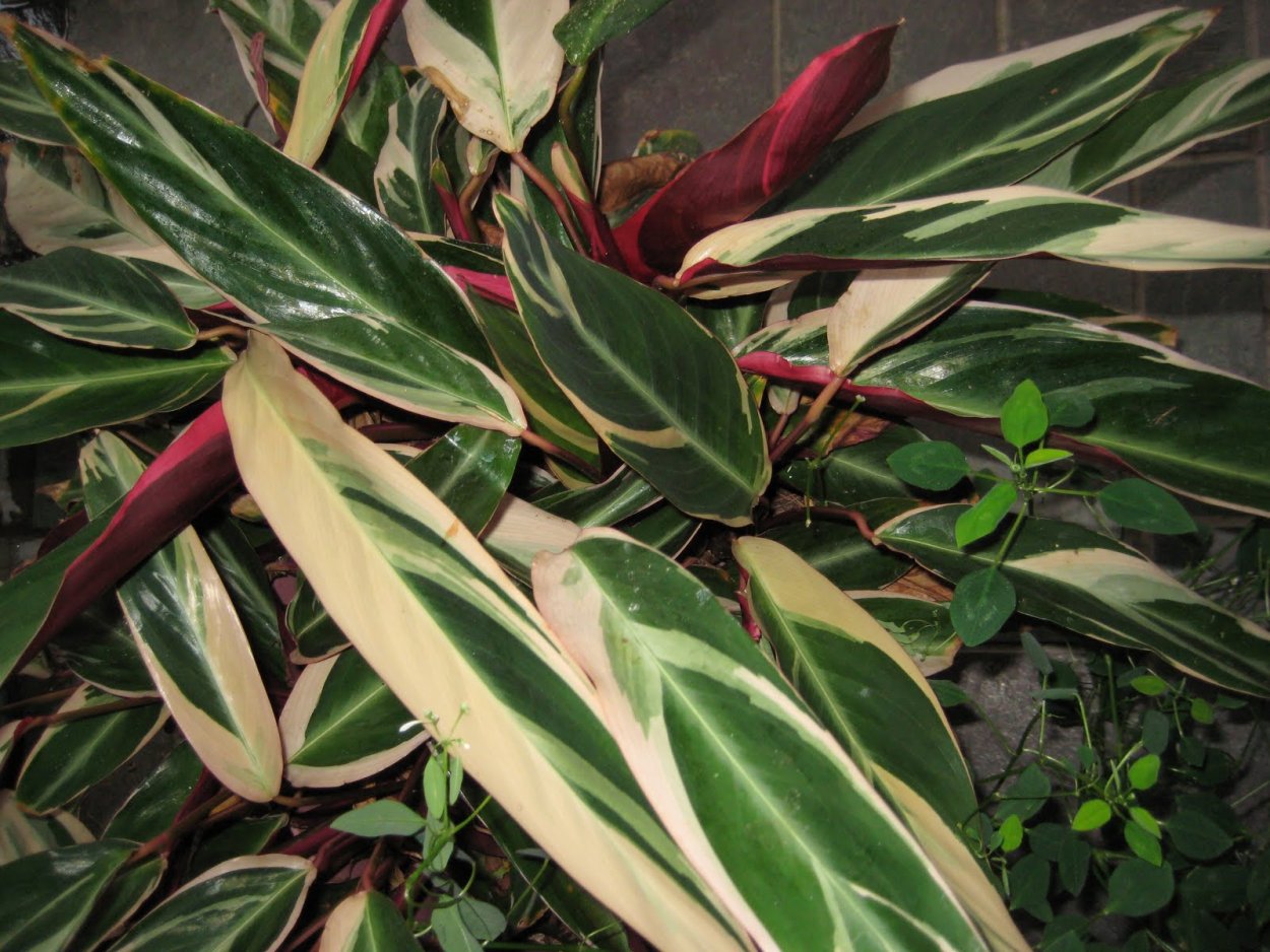 Строманта ктенанта Триколор