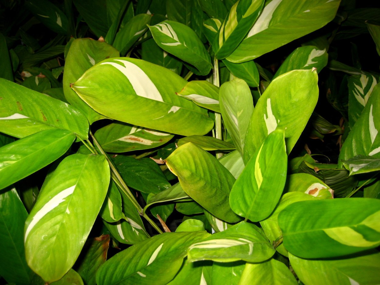 Ктенанта setosa