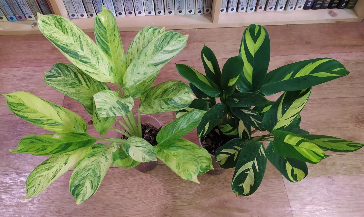 Калатея Лубберса