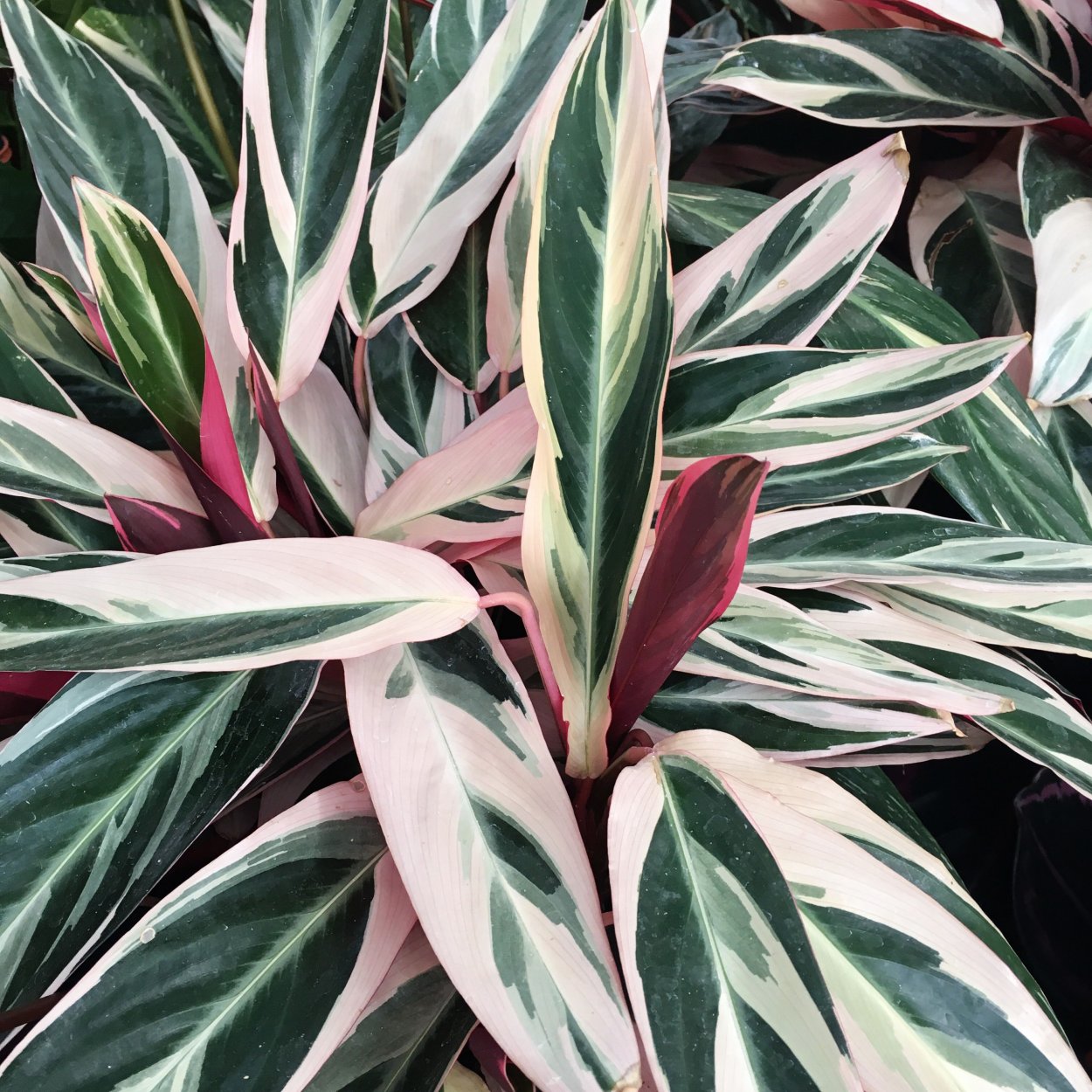 Калатея ктенанта