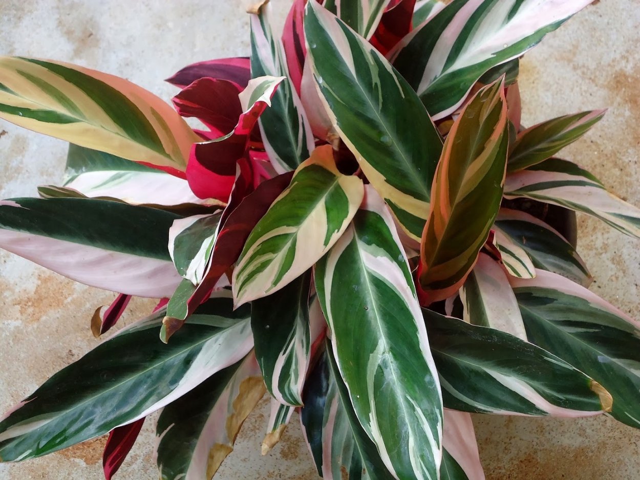 Строманта sanguinea