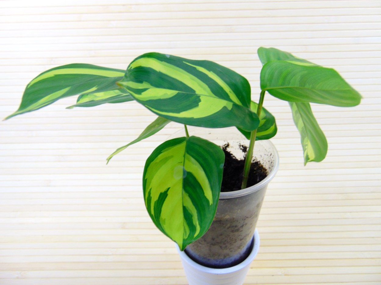 Ктенанта Лубберса