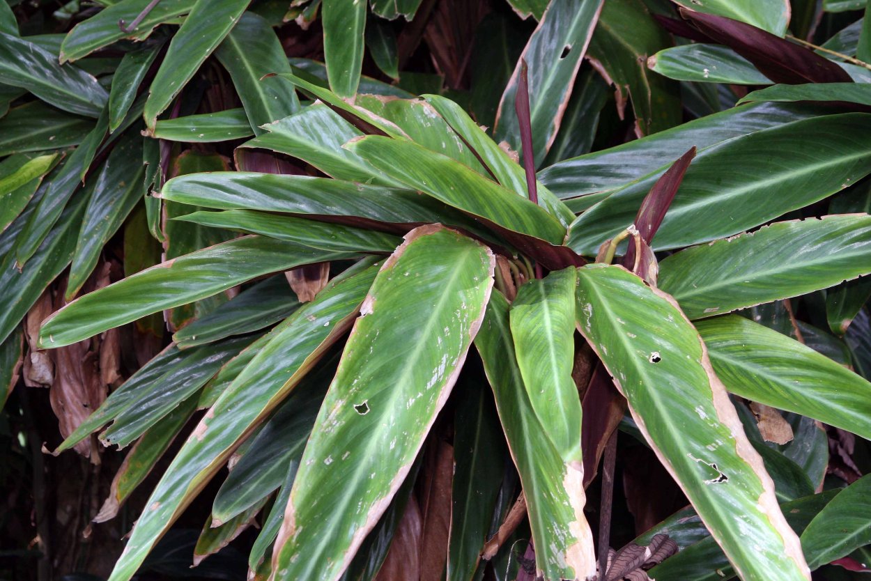 Ктенанта Берл-Маркса