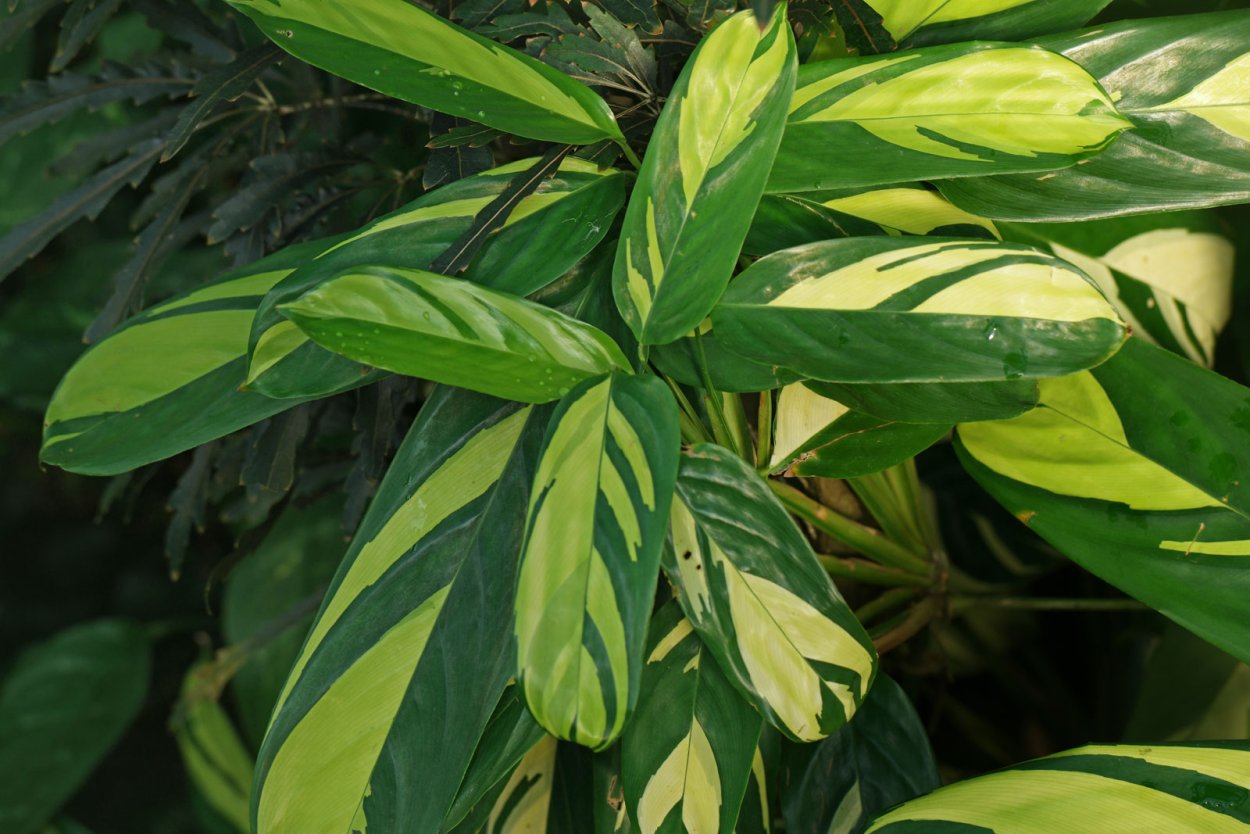 Калатея Лубберса