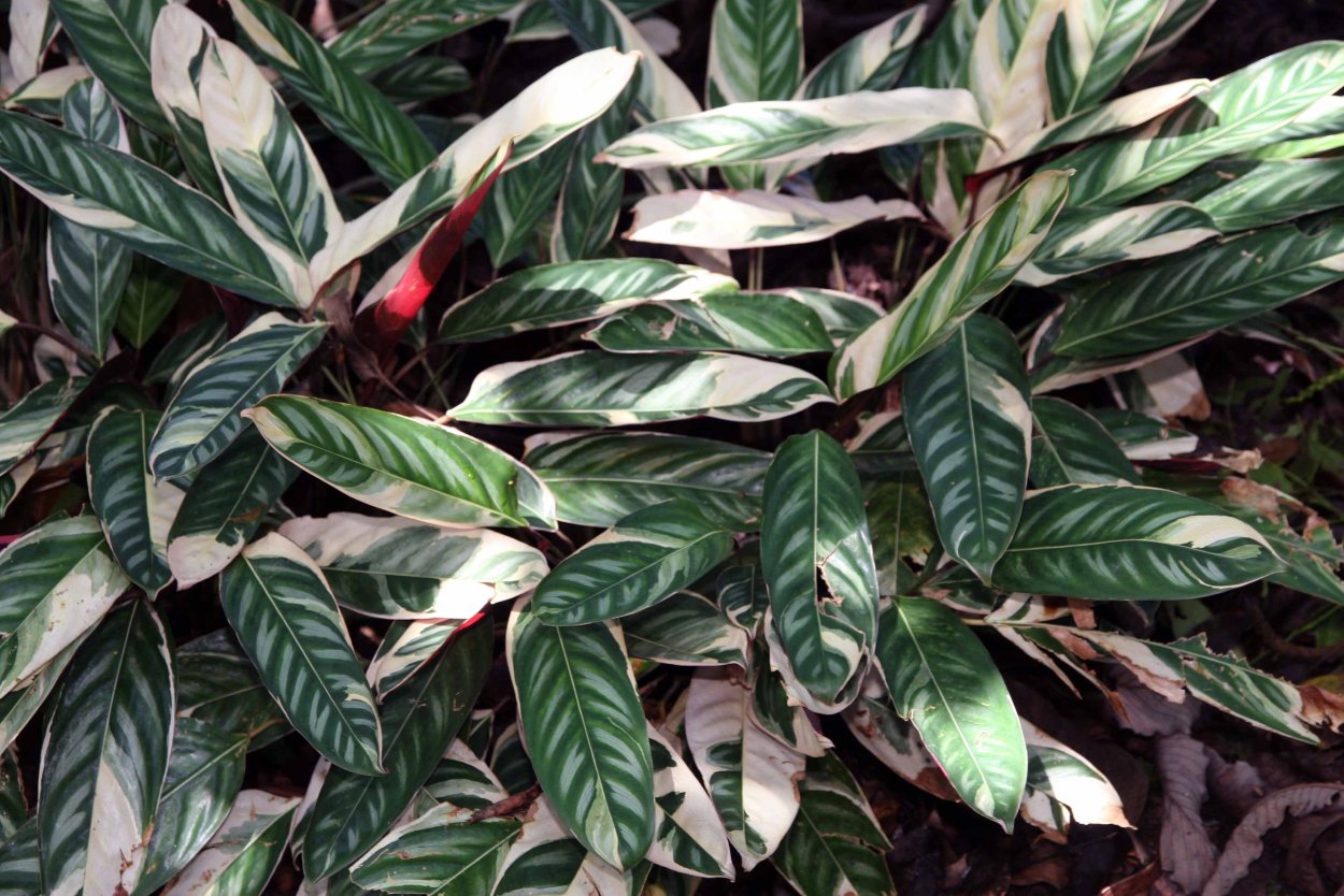 Калатея ктенанта